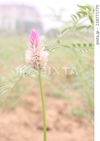 Ptilotus calostachyus or weeping mulla mulla flower plant on field Ptilotus calostachyus or weeping mulla mulla flower plant on field 138771770