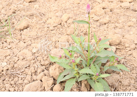 Ptilotus calostachyus or weeping mulla mulla flower plant on field Ptilotus calostachyus or weeping mulla mulla flower plant on field 138771771