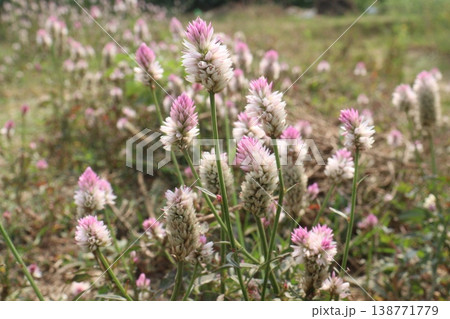 Ptilotus calostachyus or weeping mulla mulla flower plant on field Ptilotus calostachyus or weeping mulla mulla flower plant on field 138771779