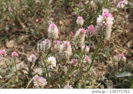 Ptilotus calostachyus or weeping mulla mulla flower plant on field 138771781