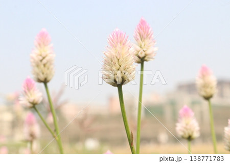 Ptilotus calostachyus or weeping mulla mulla flower plant on field Ptilotus calostachyus or weeping mulla mulla flower plant on field 138771783