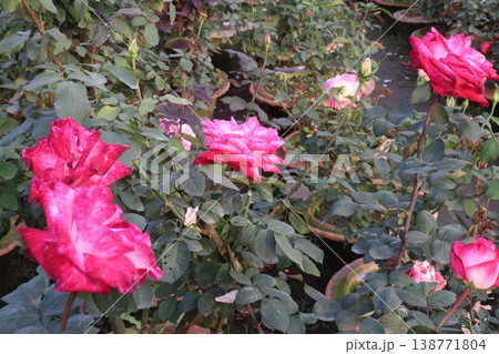 rose plant on farm for harvest are cash crops rose plant on farm for harvest are cash crops 138771804