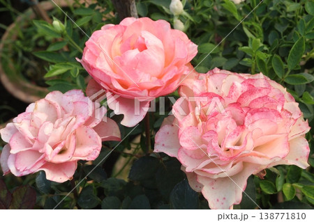 rose plant on farm for harvest are cash crops 138771810