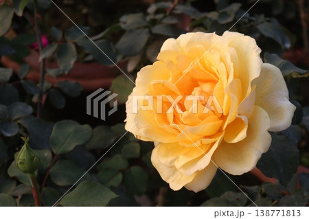 rose plant on farm for harvest are cash crops rose plant on farm for harvest are cash crops 138771813
