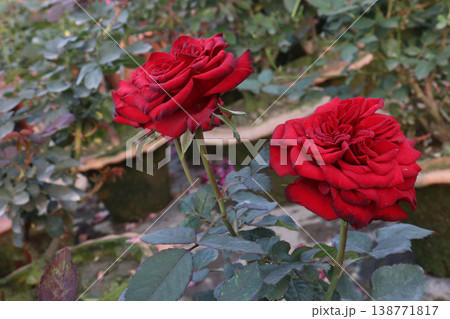 rose plant on farm for harvest are cash crops rose plant on farm for harvest are cash crops 138771817