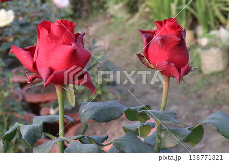 rose plant on farm for harvest are cash crops rose plant on farm for harvest are cash crops 138771821