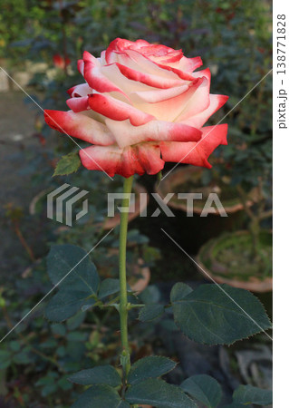 rose plant on farm for harvest are cash crops 138771828