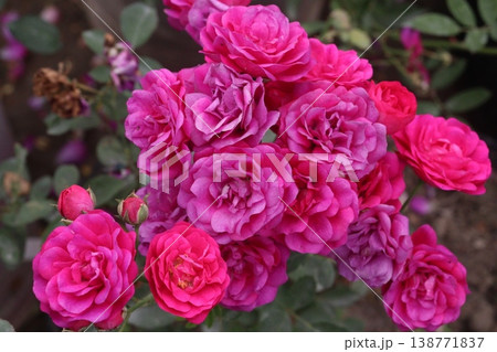 rose plant on farm for harvest are cash crops rose plant on farm for harvest are cash crops 138771837