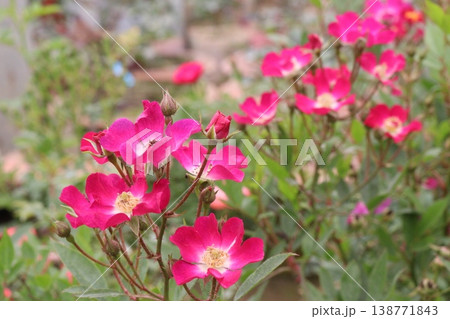 rose plant on farm for harvest are cash crops rose plant on farm for harvest are cash crops 138771843