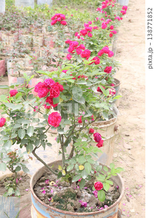 rose plant on farm for harvest are cash crops rose plant on farm for harvest are cash crops 138771852