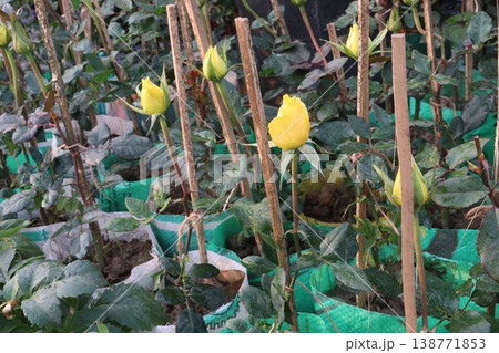 rose plant on farm for harvest are cash crops 138771853