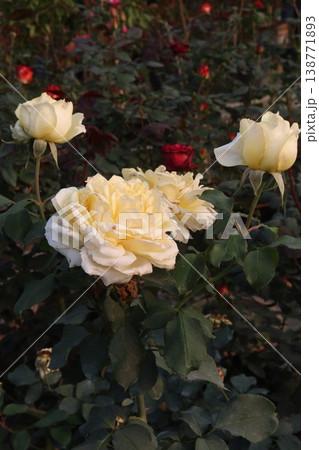 rose plant on farm for harvest are cash crops 138771893