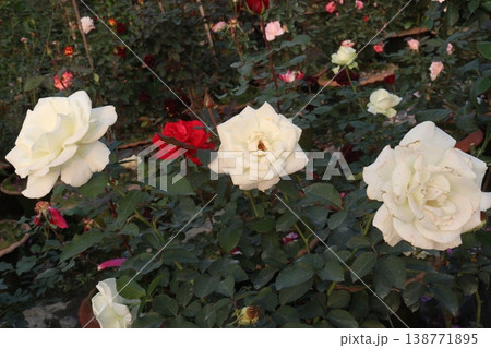 rose plant on farm for harvest are cash crops 138771895