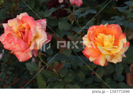 rose plant on farm for harvest are cash crops rose plant on farm for harvest are cash crops 138771896