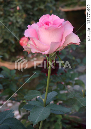 rose plant on farm for harvest are cash crops 138771909