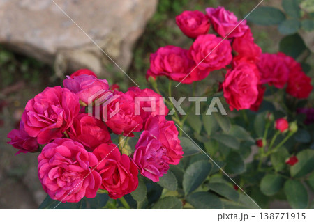 rose plant on farm for harvest are cash crops 138771915