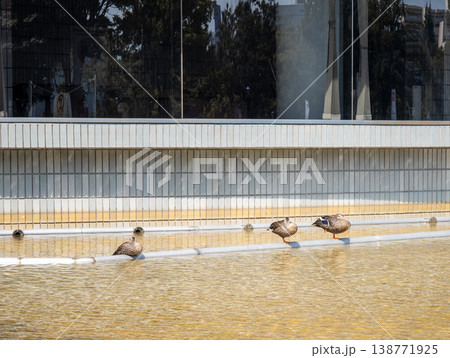 水辺のパイプに並ぶカモ 水辺のパイプに並ぶカモ 138771925