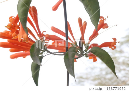 Pyrostegia venusta, flame vine or orange trumpet vine flower plant 138771952