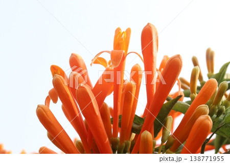 Pyrostegia venusta, flame vine or orange trumpet vine flower plant 138771955