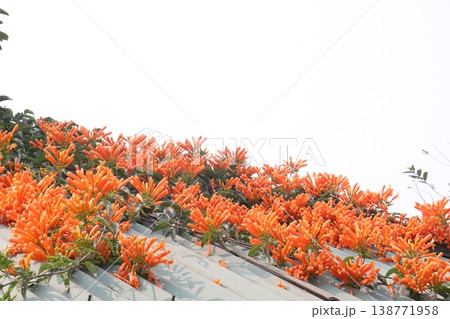 Pyrostegia venusta, flame vine or orange trumpet vine flower plant Pyrostegia venusta, flame vine or orange trumpet vine flower plant 138771958