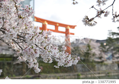 京の春 岡崎疏水と満開の桜と大鳥居6 京の春 岡崎疏水と満開の桜と大鳥居6 138771995