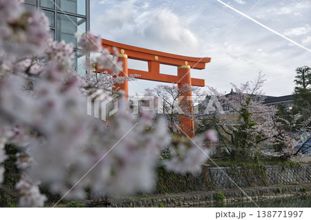 京の春　岡崎疏水と満開の桜と大鳥居4 138771997