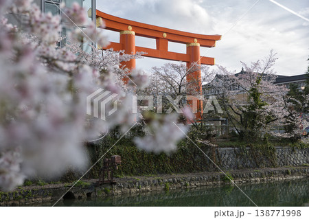 京の春 岡崎疏水と満開の桜と大鳥居3 京の春 岡崎疏水と満開の桜と大鳥居3 138771998