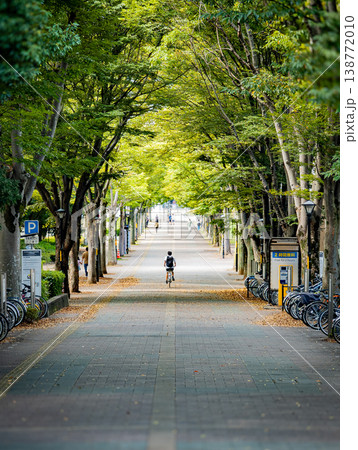 緑の並木道、自転車の日常 138772010
