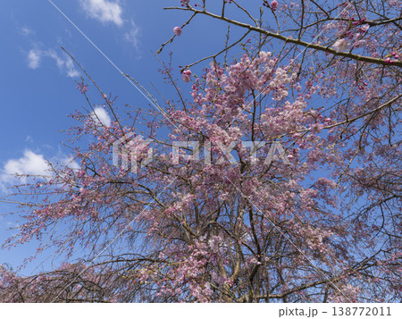 青空とピンクの枝垂れ桜 138772011