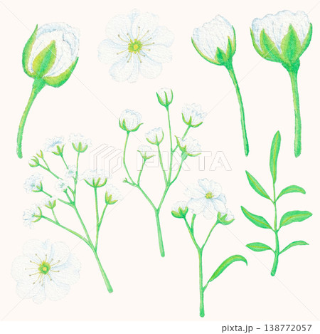 gypsophila watercolor botanical illustration soft white flower clipart 138772057