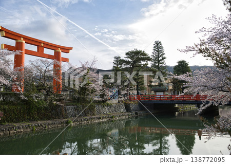 京の春　岡崎疏水と満開の桜と大鳥居9 138772095