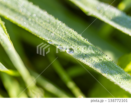 朝露に濡れた野原の植物 138772101