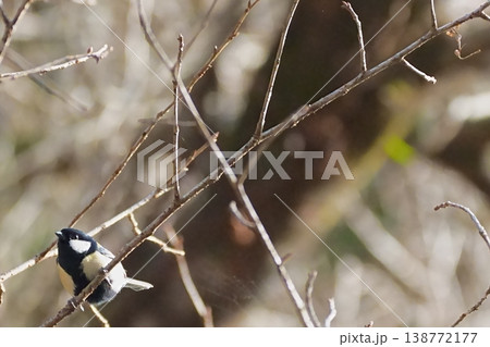 枝にとまるシジュウカラ 自然の中の野鳥 枝にとまるシジュウカラ 自然の中の野鳥 138772177