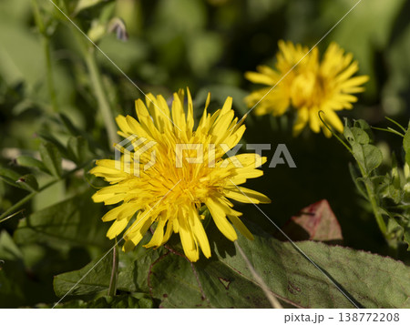 野原に咲くタンポポの花 野原に咲くタンポポの花 138772208