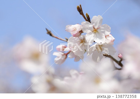 青空に映える桜 ソメイヨシノ 青空に映える桜 ソメイヨシノ 138772358