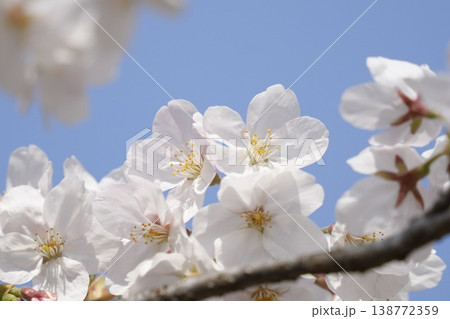 青空に映える桜 ソメイヨシノ 青空に映える桜 ソメイヨシノ 138772359