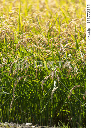 稲穂の実りと緑の田んぼ 138772386