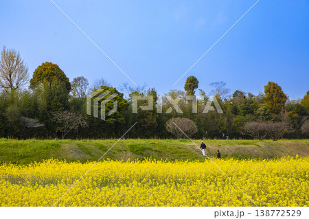 福岡県太宰府市にある水城太宰府市にある水城跡と菜の花畑 福岡県太宰府市にある水城太宰府市にある水城跡と菜の花畑 138772529