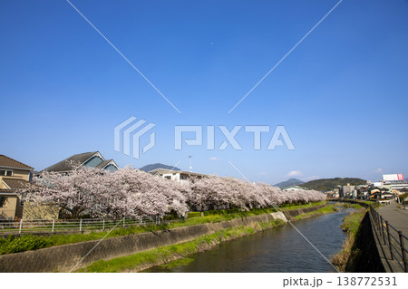 福岡県太宰府市御笠川の満開の桜が咲く川辺 福岡県太宰府市御笠川の満開の桜が咲く川辺 138772531