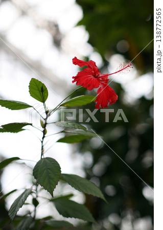温室のハイビスカスの花 温室のハイビスカスの花 138772565