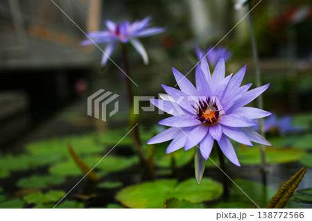 水面に浮かぶ睡蓮 138772566