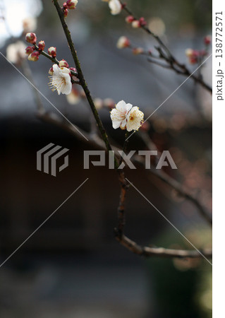 庭園の白梅 庭園の白梅 138772571