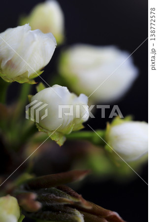 早春 梨の木に咲く白い花の蕾 早春 梨の木に咲く白い花の蕾 138772578