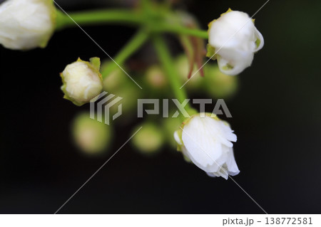 早春 梨の木に咲く白い花のつぼみ 早春 梨の木に咲く白い花のつぼみ 138772581