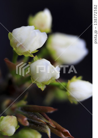 早春 梨の木に咲く白い花のつぼみ 早春 梨の木に咲く白い花のつぼみ 138772582