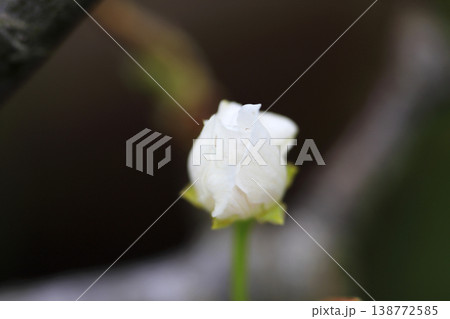 早春 梨の木に咲く白い花のつぼみ 早春 梨の木に咲く白い花のつぼみ 138772585
