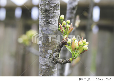 早春 梨の木に咲く白い花のつぼみ 138772602