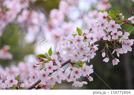 ふんわりした桜 138772604