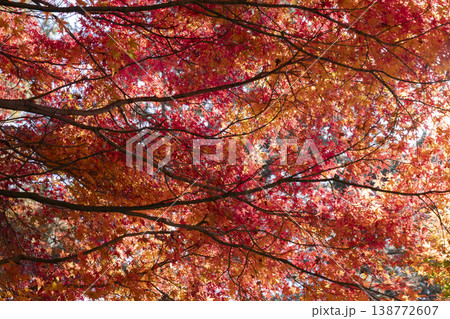 モミジの紅葉 モミジの紅葉 138772607