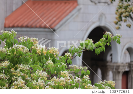 April 3 2026 Saint Teresa Church Blossoms And Stone Facade, HK April 3 2026 Saint Teresa Church Blossoms And Stone Facade, HK 138772681